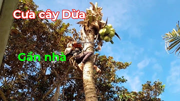 Cưa cây Dừa gần nhà / máy cưa echo cs 355 @cuacaydongthap