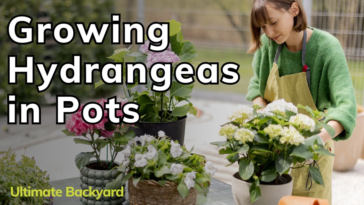 Как выращивать гортензии в горшках 🪴 (полное руководство)