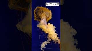 The Drama! Hands-On with the NEW Nikon Z5IIC at the Aquarium - Fish Autofocus??