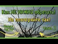 Как НЕПРАВИЛЬНО обрезать деревья. НЕ ПОВТОРЯЙТЕ эти ошибки в своем саду! Часть 2.