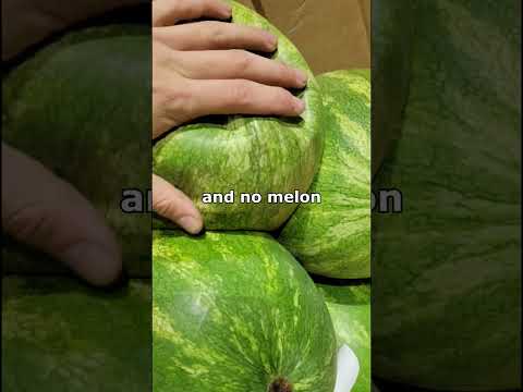 Video: What Is A King Of Hearts Melon: How To Grow King Of Hearts Waatlemoen Vines