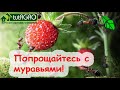 МУРАВЬИ! ИХ БОЛЬШЕ НЕ БУДЕТ!  Избавиться от МУРАВЬЕВ быстро и БЕЗ ХИМИИ: уходят вместе с потомством!