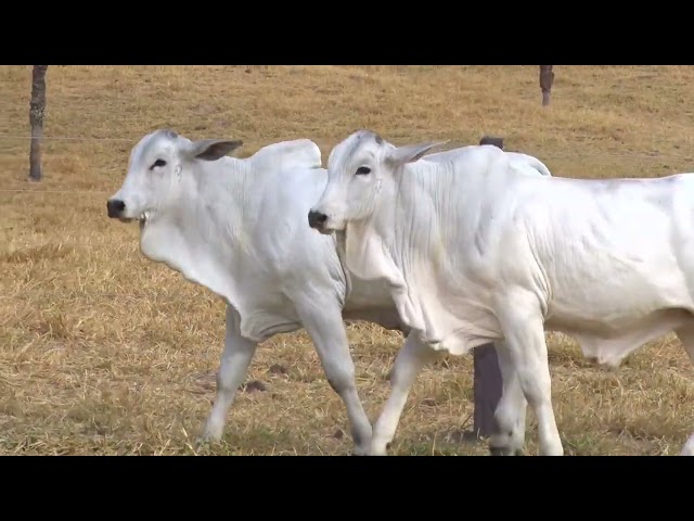 bateria 07 - LEILÃO FAZENDA SANTA TEREZA - REPRODUTORES DO FUTURO