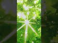 Open Heart Alignment: 639Hz Heart Chakra Morning Affirmation with Reiki Infusion