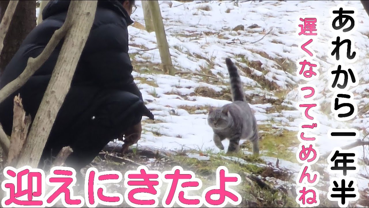 【野良猫保護】あの日から一年半、やっと迎えに来れたよ