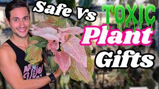 Safe Houseplants to Gift | Aroid Toxicity Explained & What to Give Instead