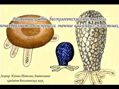 Раковинные амёбы:  биоэкологические свойства, роль в почвообразовательном процессе.