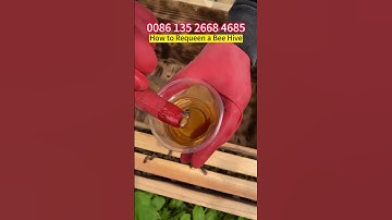 How to Requeen a Honey Bee Hive