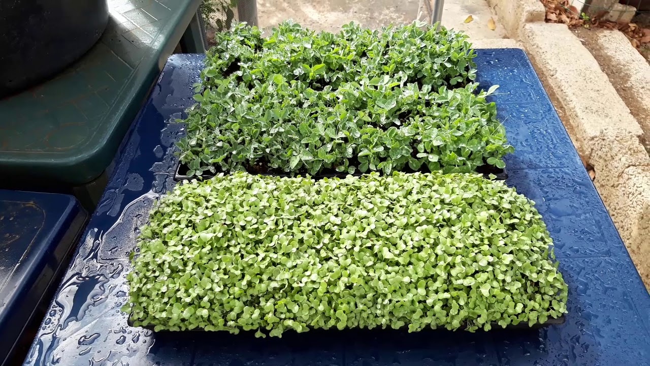 How to grow Microgreens the easy way! DIY #growyourown 