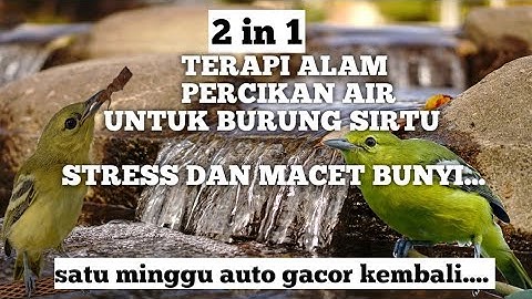 Terapi alam percikan air untuk burung sirtu macet bunyi dan stress #kicaumania #sirtumania #sirtu