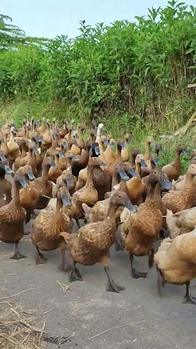 Bebek Sawah #banyuwangi #bebek