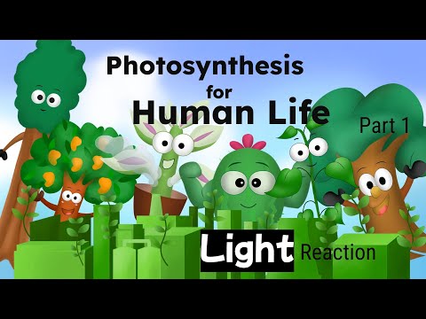 Important Role of Photosynthesis for Human Life and Biosphere Part 1 - Light Reaction