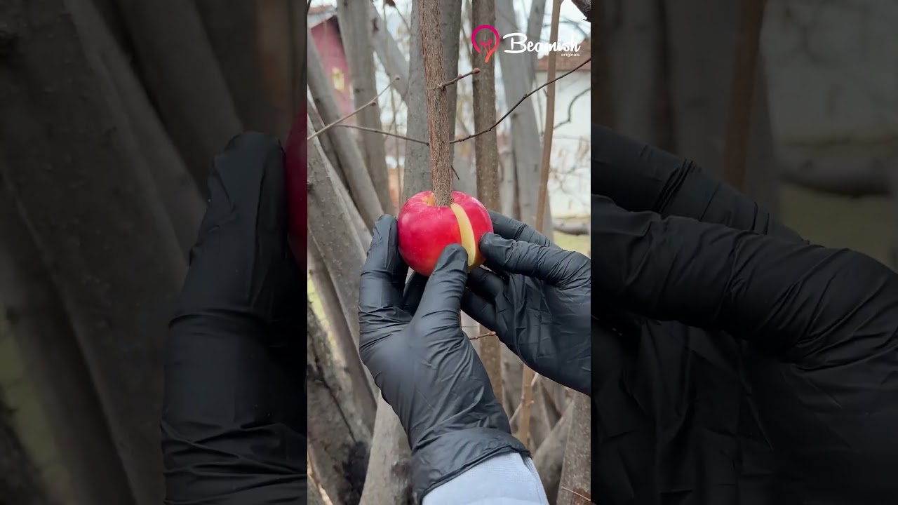 Turn a branch into a fruit tree 🌱 #branch #fruit #tree #easy