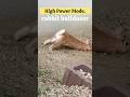 Rabbit Bulldozer in High Power Mode