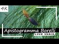 Apistogramma borelli  love dance 4k