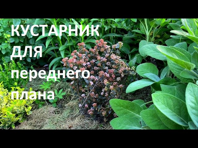 ПОСАДИТЕ НА ПЕРЕДНИЙ ПЛАН ЭТОТ ЧУДЕСНЫЙ КУСТАРНИК!!! ЛИТЛ ДЖОКЕР