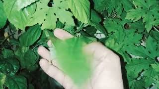 your garden isiliye grow karela bell, #planters, #seeds , #diygardening ,