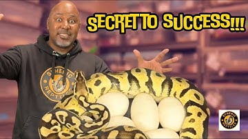 Ball Python Breeding Made Easy – Watch This Before You Start! 🐍🐍🐍