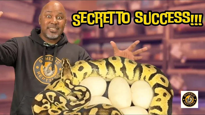 Ball Python Breeding Made Easy – Watch This Before You Start! 🐍🐍🐍