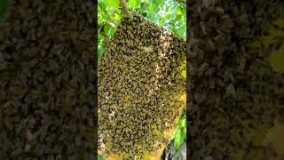 Как посадить рой в середине Мая  #пчеловодство #bee #весна