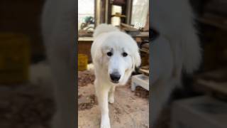 Lily リリー #greatpyrenees #todaysrunrun #グレートピレニーズ #今日のルンルン