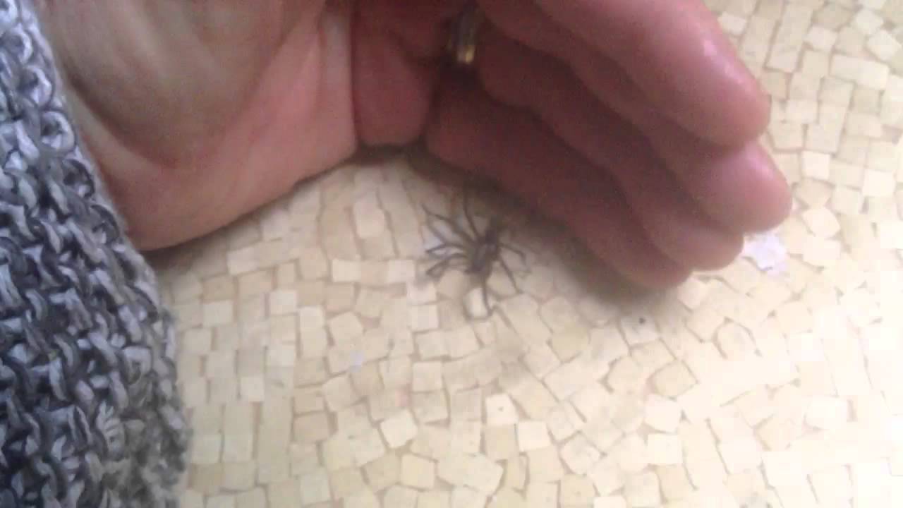 Do Spiders Chase You? - YouTube