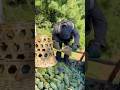 চিনের মানুষ এই ফলটির জন্য পাগল প্রায়#pine-fruit#china#shortvideo #fect