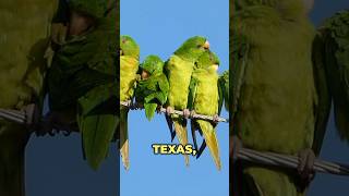 Tiny Dots Are Actually Incredible Urban Parakeets!