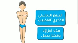 سناخذكم في رحلة سريعة ومبسطه لفهم العضو التناسلي الذكري وطريقه عمله بشكل اسهل من درس الاحياء المدرسي