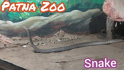 Snake ll Patna Zoo ll Video