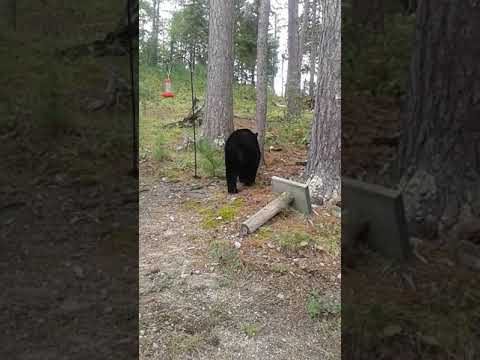 Hi bear, are you looking for dinner?