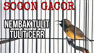 Download lagu SOGON GACOR NEMBAK TULIT TULIT CERRR 'MELODY'