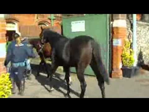 Amy Weaver yearlings arriving