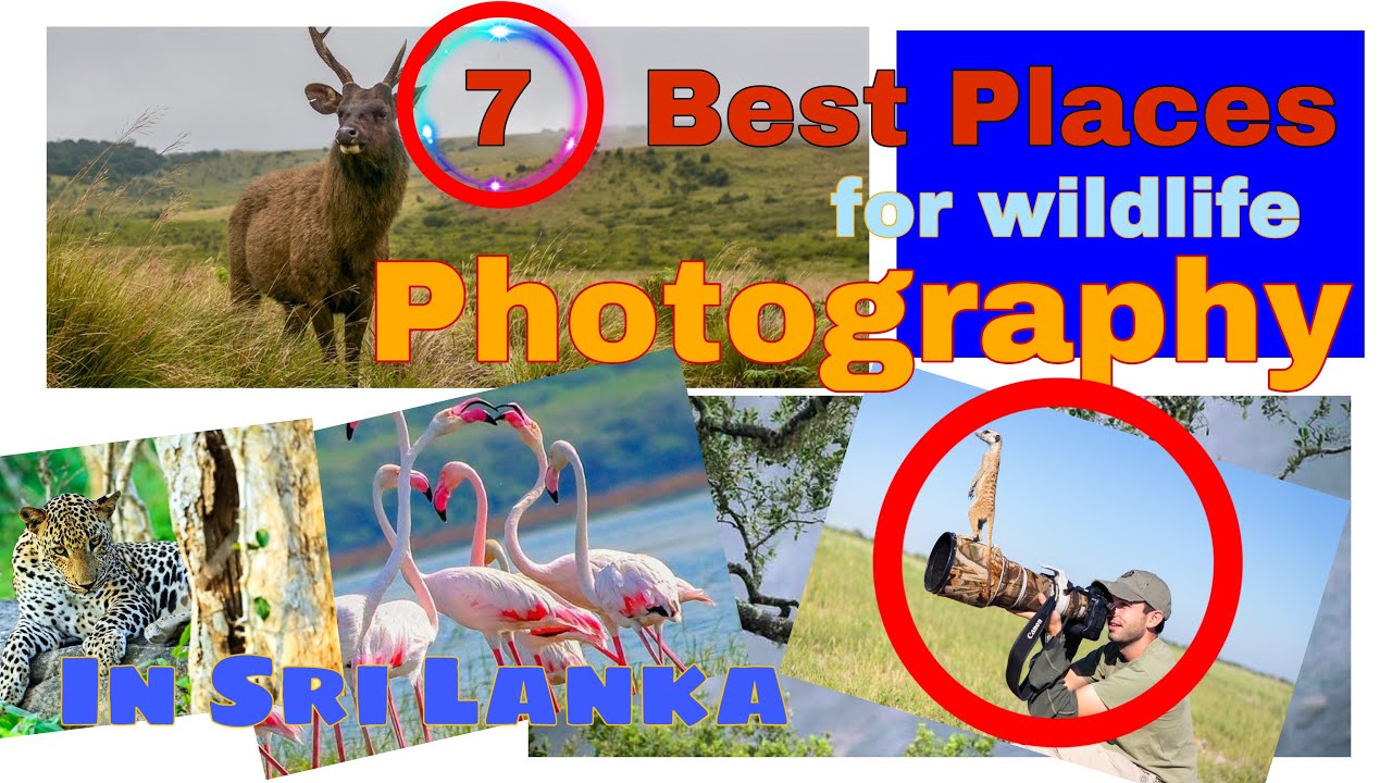 7 best places for wildlife photography in Sri Lanka - YouTube