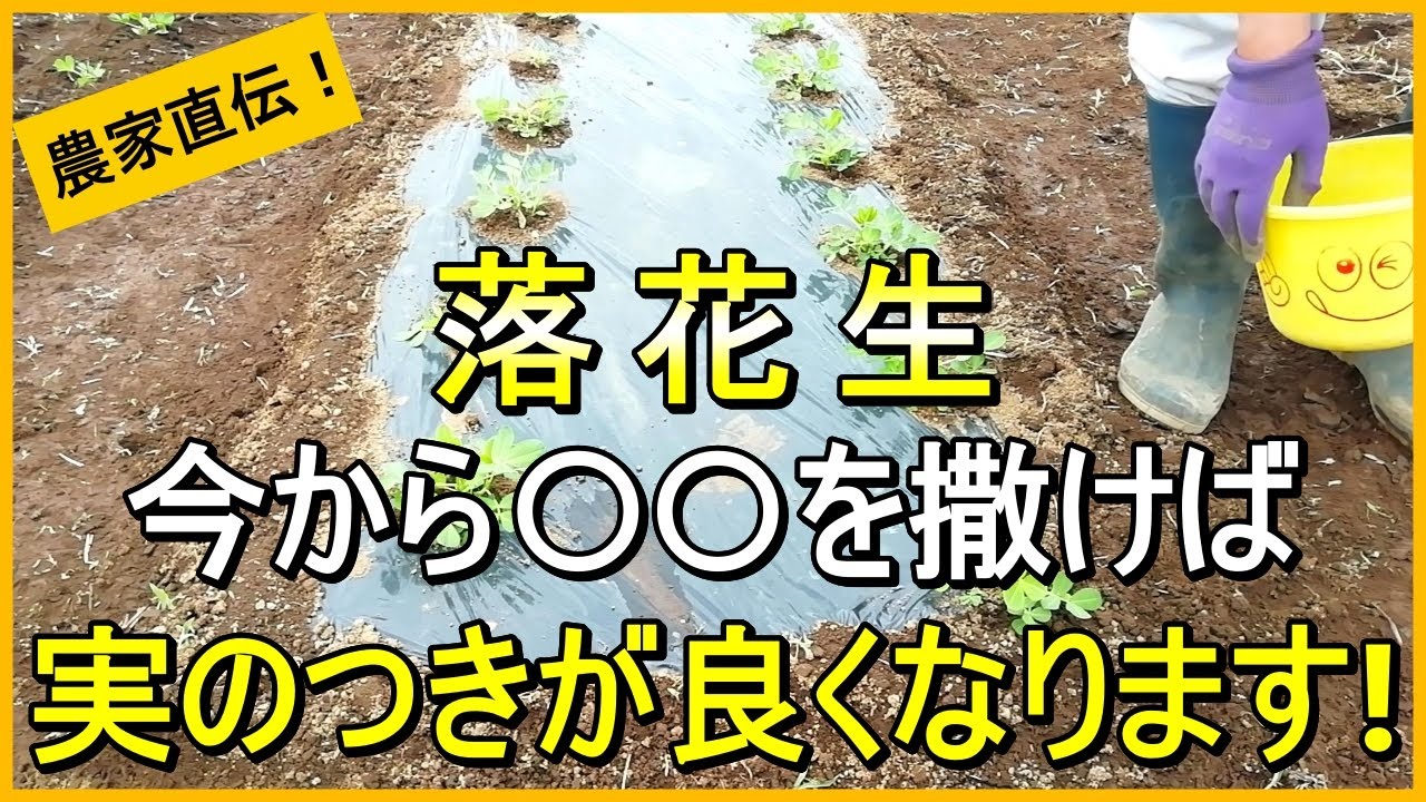 Peanut cultivation] Sprinkle XX when applying fertilizer to