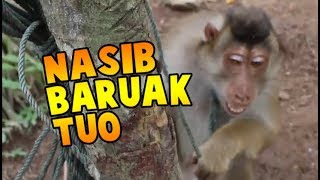 AYU DEWI - Nasib Baruak Tuo | Lagu Dendang Minang Terbaru