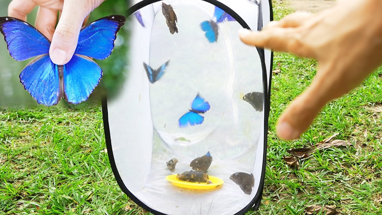 南米アマゾンでモルフォチョウ何匹捕獲できる？