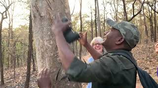 Jungle Walk in Pench Tiger Reserve with 2 naturalist guides and a look out guide.