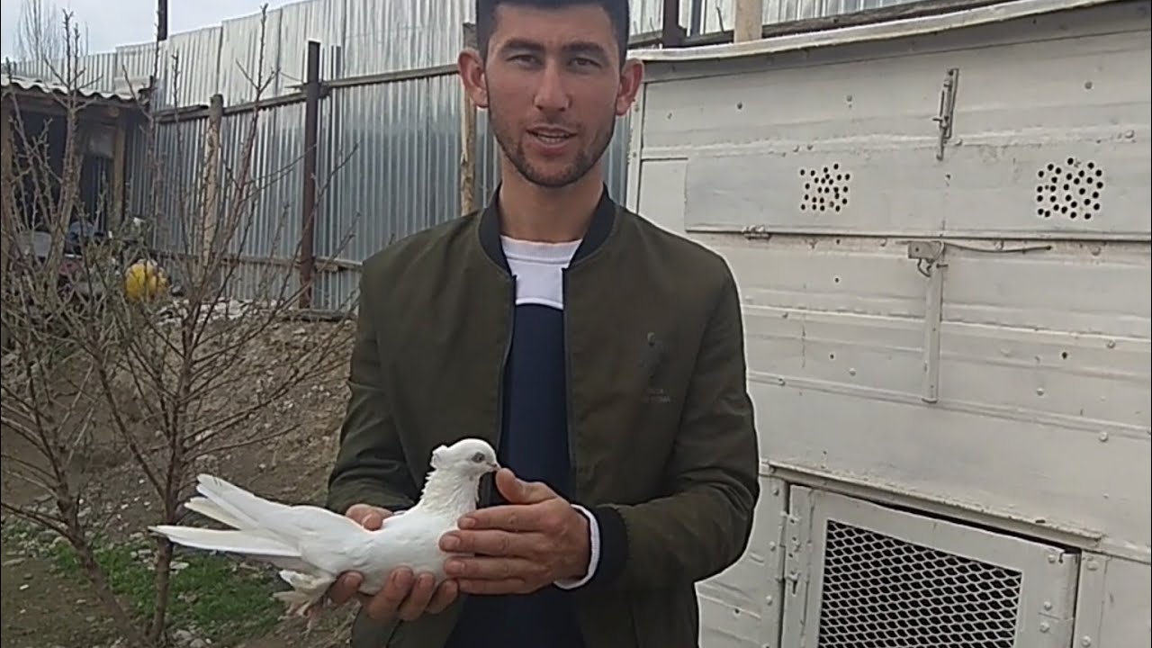 Kabutarim 1 kun uchadi sotaman +998993160388