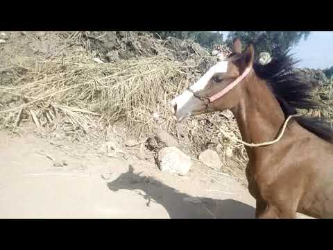 خيل شد الخيل البلدي وجمالة المهر شطة الفنان  خيل شد الخيل البلدي وجمالة المهر شطة الفنان