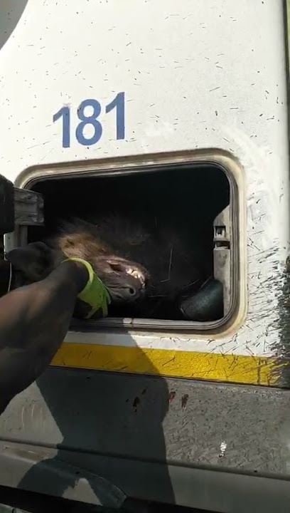 Real werewolf captured in South Africa