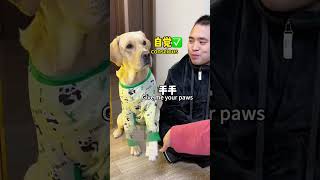 【旺仔很忙🐶Wangzai Is Busy】狗子：论做狗方面，在下甘拜下风You Look More Like A Dog Than Me！