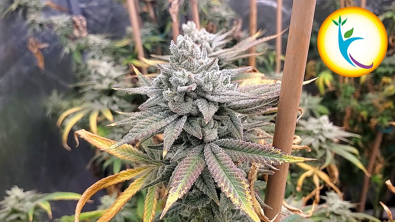 9 Plants In A 5x5 Tent FINALE! Dry Weight, Dry, Trim, Cure, & Final Thoughts  - Hortibest Grow EP8