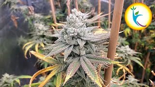 9 Plants In A 5x5 Tent FINALE! Dry Weight, Dry, Trim, Cure, & Final Thoughts  - Hortibest Grow EP8