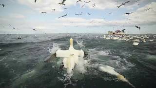 Diving Gannets