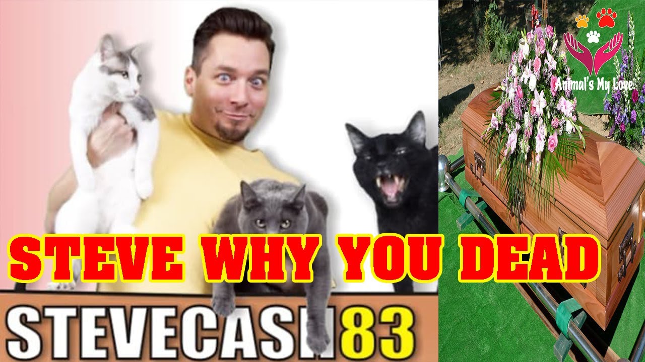 Talking Kitty Cat 70, Steve Cash, this is the reason why why he has