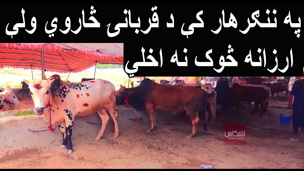 ننګرهار کې د قربانۍ څاروي ولې ارزانه څوک نه اخلي؟