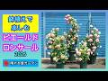 鉢植えで楽しむピエールドロンサール2026