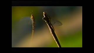 National Geographic's Great Migrations Preview (2010)