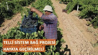 Telli Sistem Bağ Projesi Hayata Geçirilmeli